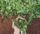 Успокаивающий крем с экстрактом полыни I'm From Mugwort Cream