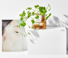 Успокаивающая тканевая маска Cosrx Pure Fit Cica Calming True Sheet Mask